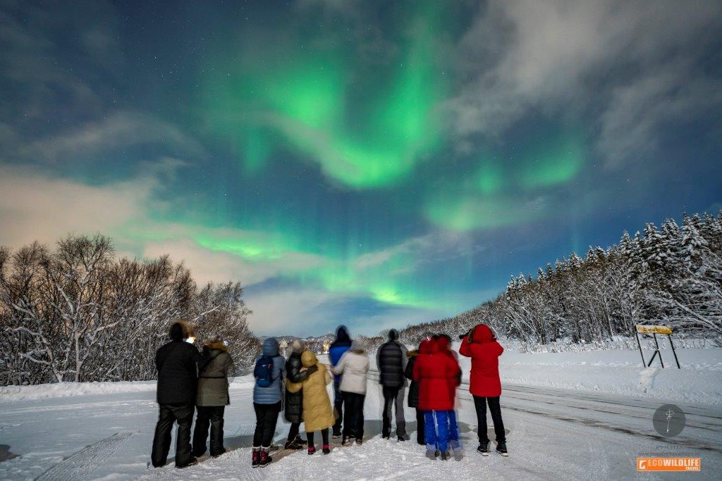 Noruega: Auroras Boreales, Fauna Salvaje y Paisajes Árticos