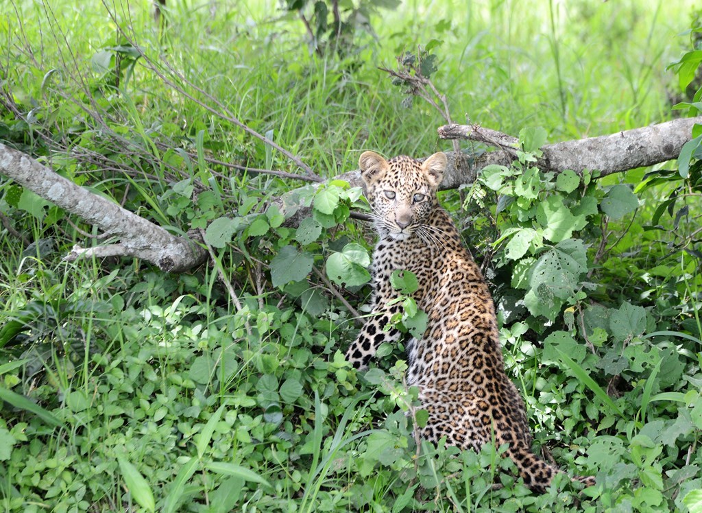 Kenia: La gran migración