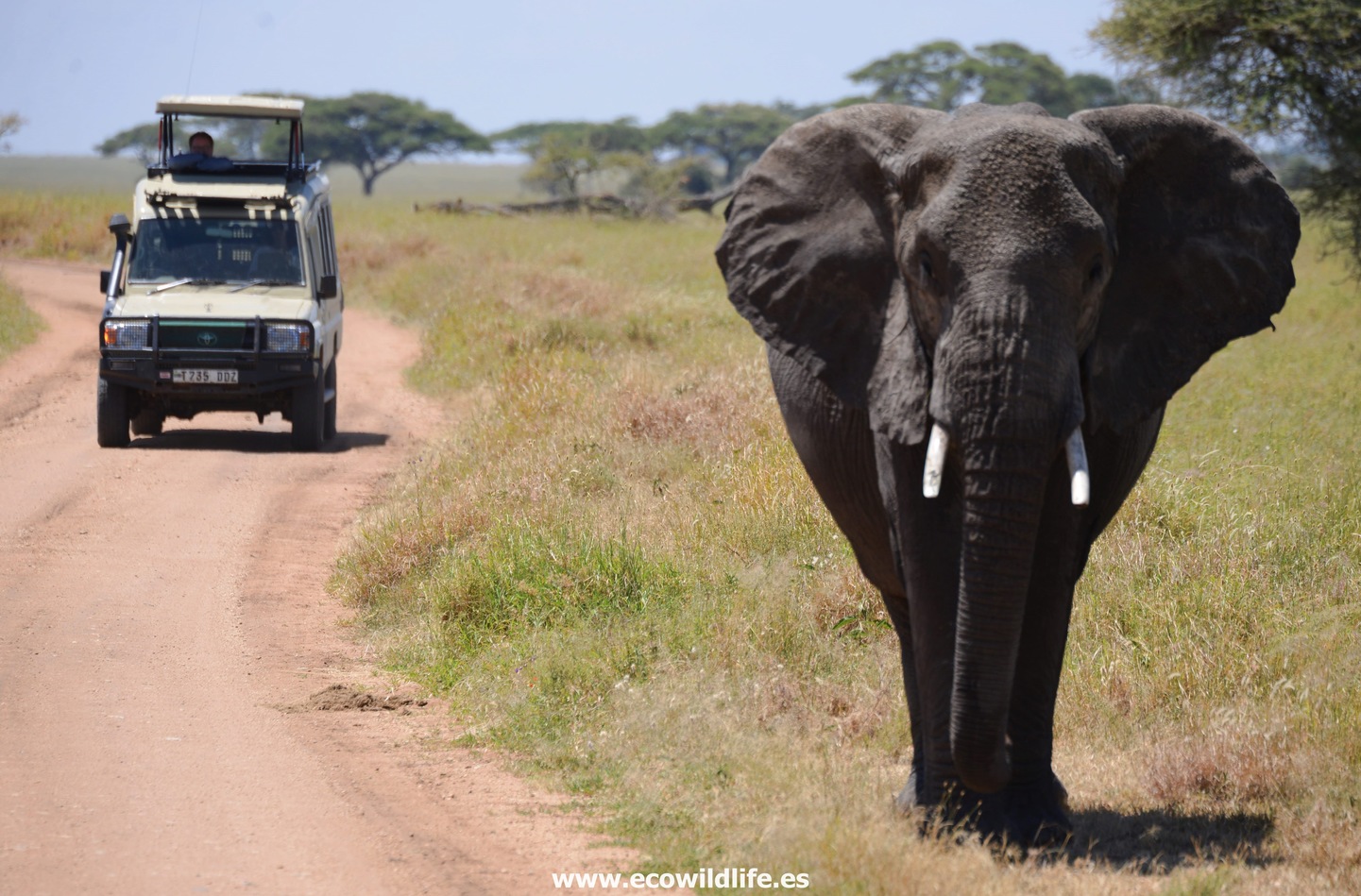 Kenia: La gran migración