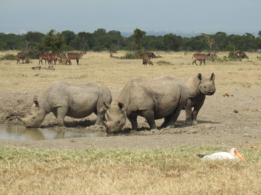 Kenia: La gran migración
