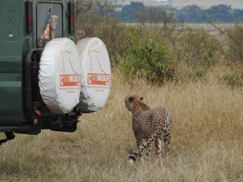 Kenia: La gran migración