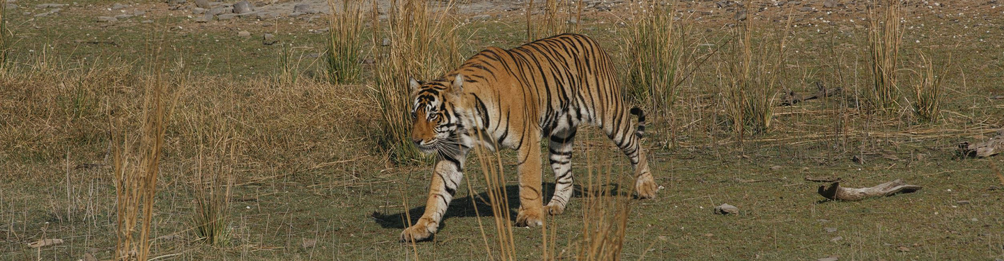 INDIA SENDEROS DEL TIGRE EN SUNDERBANS Y KAZIRANGA
