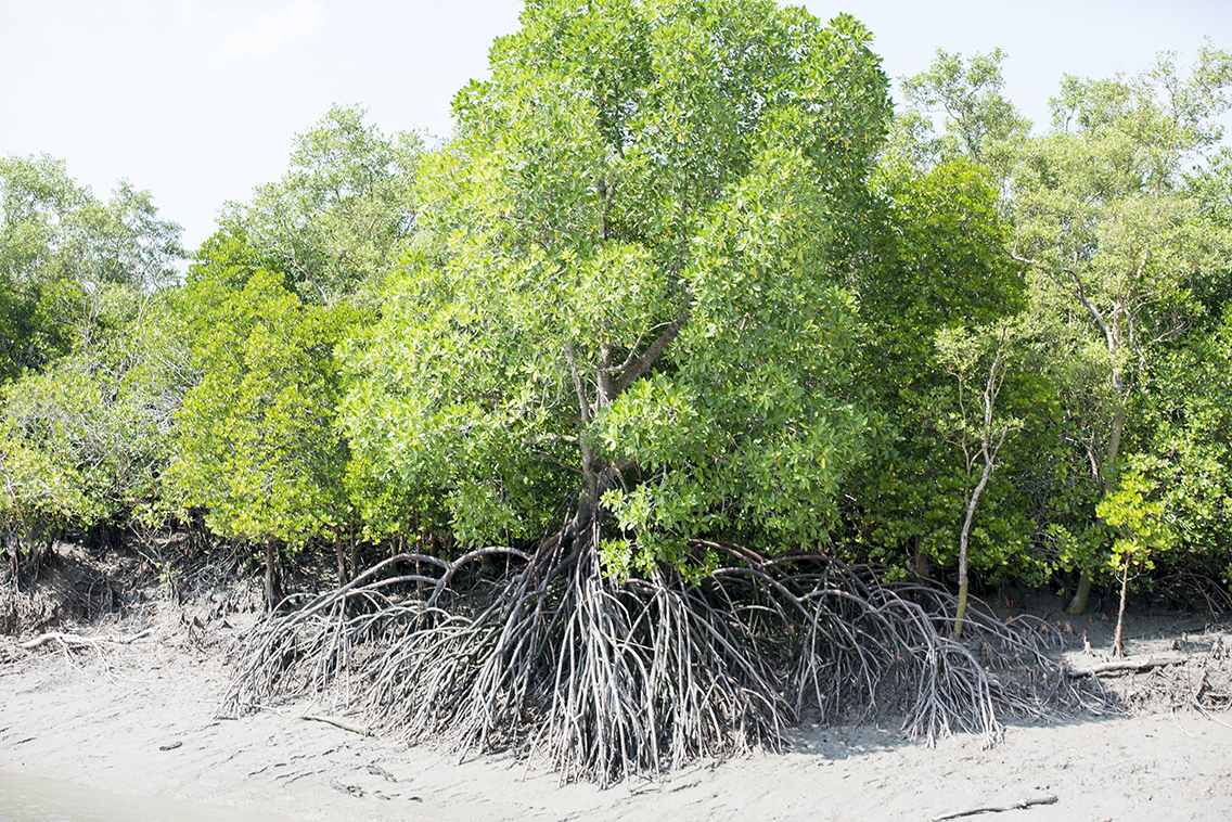 INDIA SENDEROS DEL TIGRE EN SUNDERBANS Y KAZIRANGA