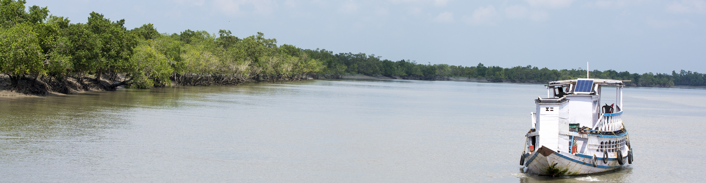 INDIA SENDEROS DEL TIGRE EN SUNDERBANS Y KAZIRANGA
