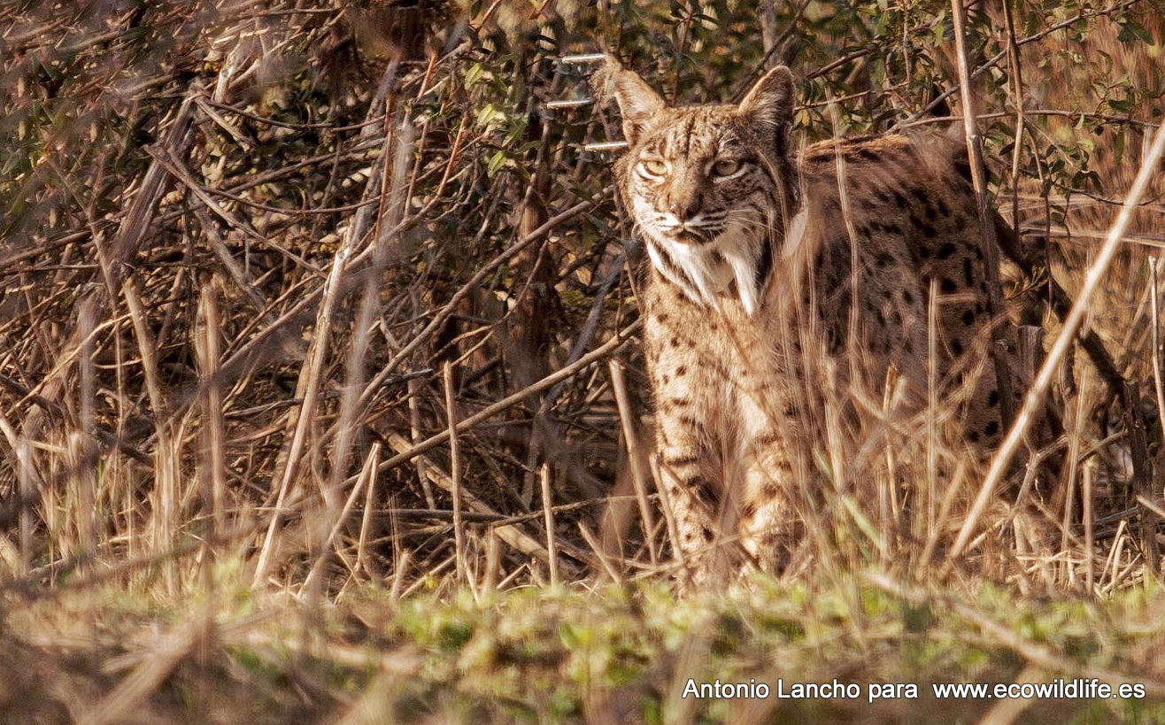 España: Primavera en el P.N. de Doñana