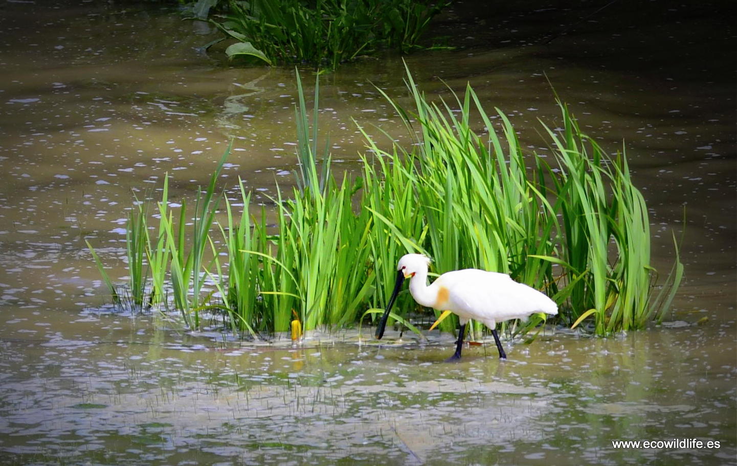 España: Primavera en el P.N. de Doñana