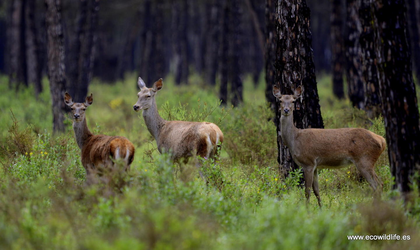 España: Primavera en el P.N. de Doñana
