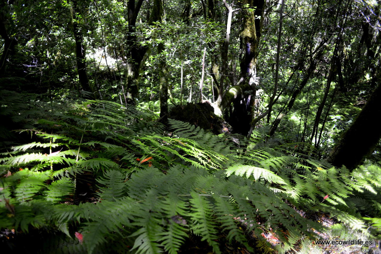 Islas Canarias: Escapada a la biodiversidad