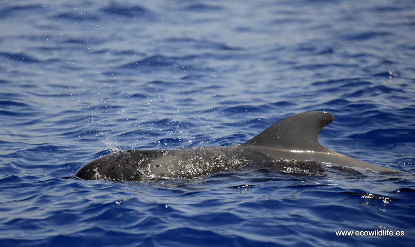 Islas Canarias: Los Cielos de Colón