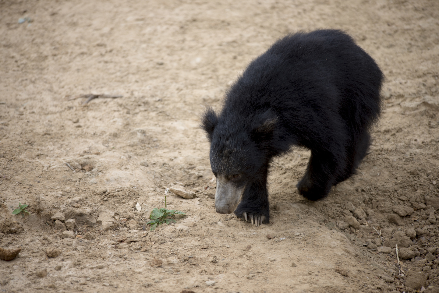 India: Festival Holi 