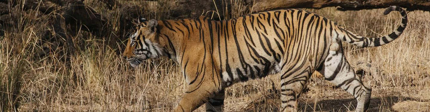 India: Tigres y Leyendas