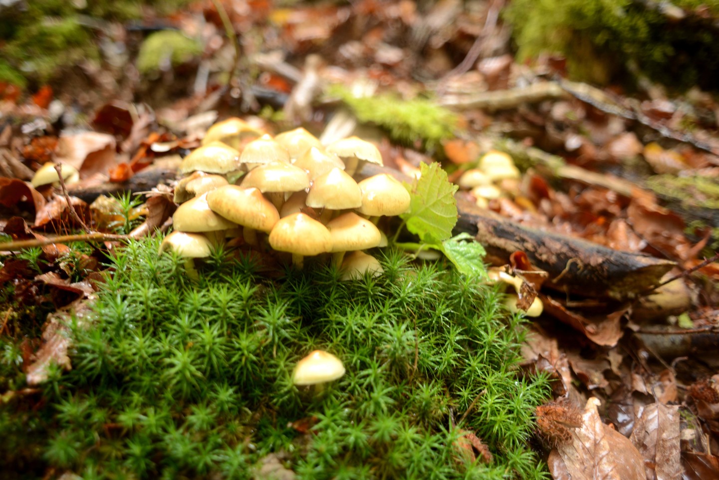 España: Selva de Irati