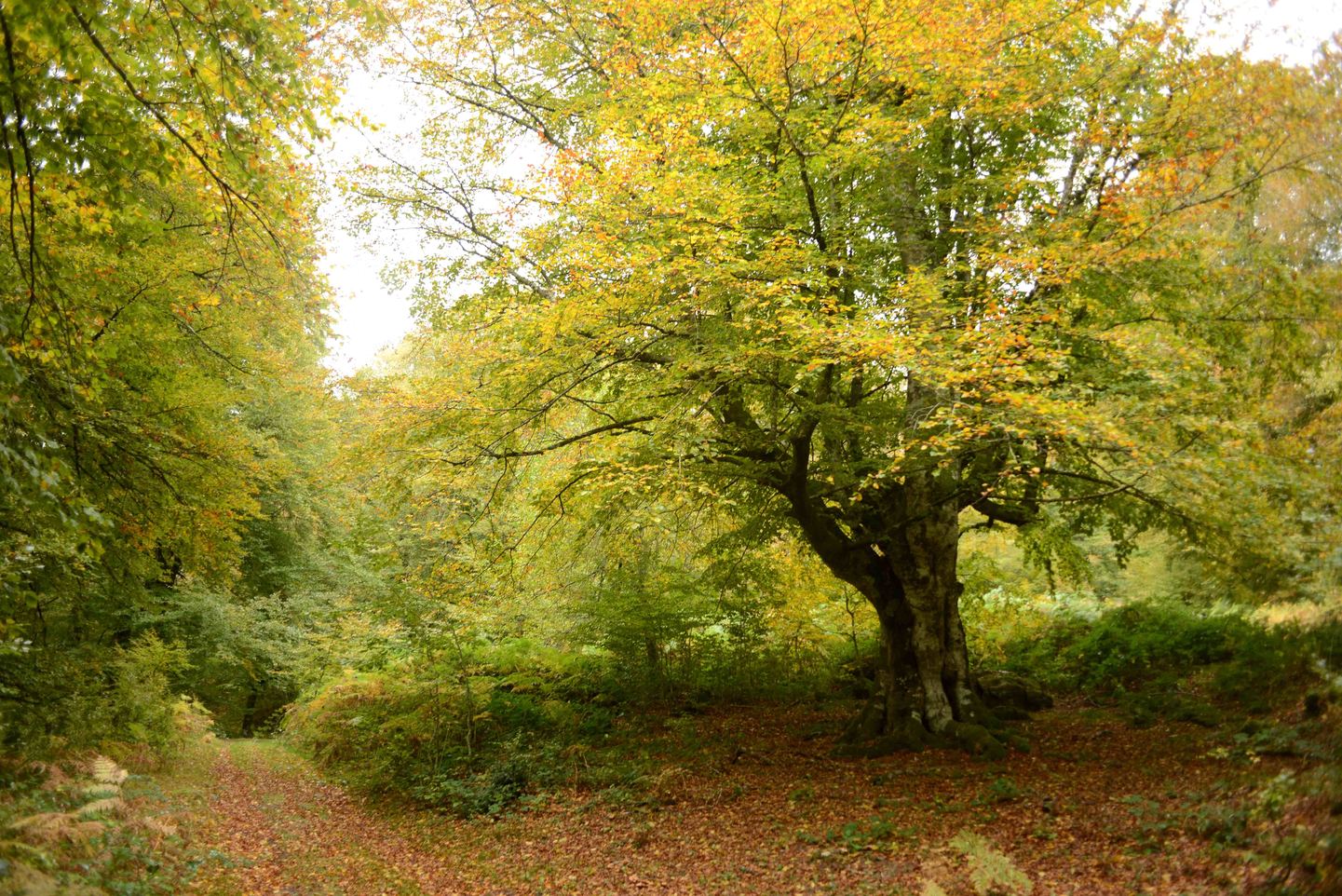 España: Selva de Irati