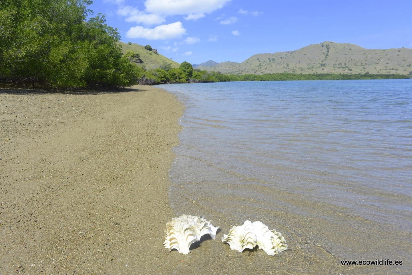 Indonesia: Expedición Borneo y Komodo