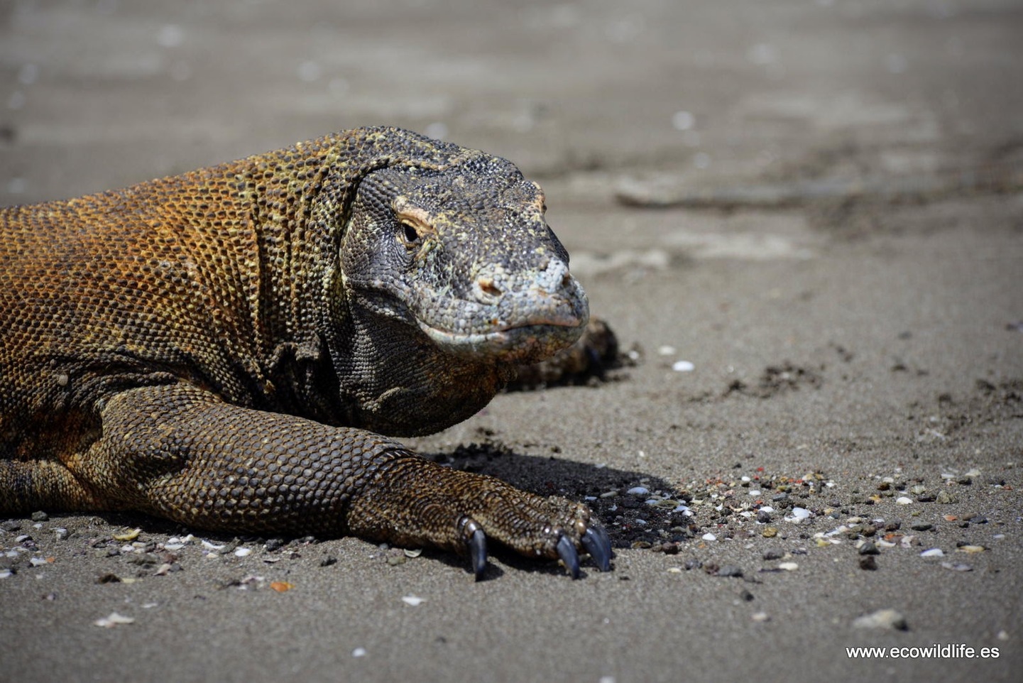 Indonesia: Expedición Borneo y Komodo