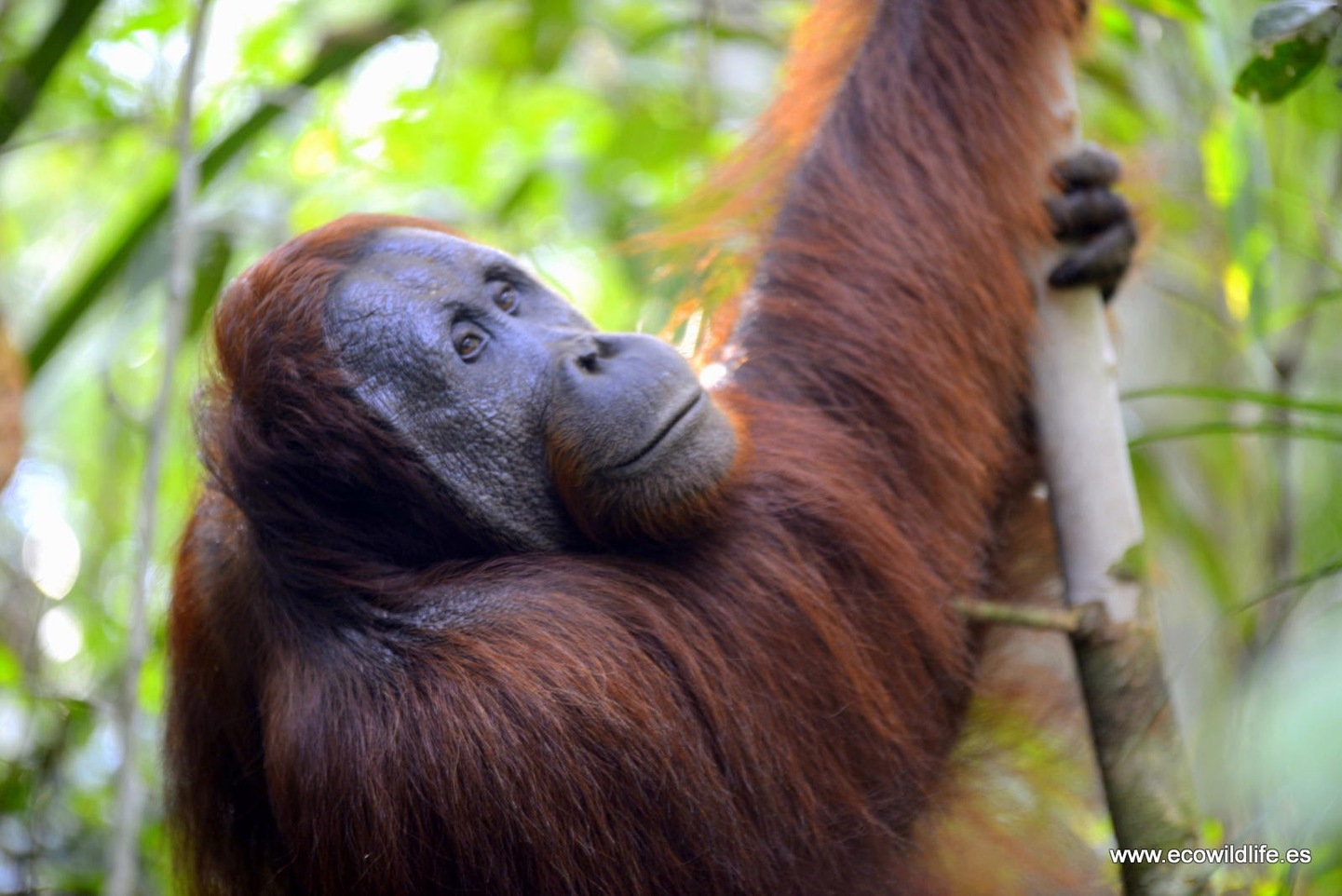 Indonesia: Expedición Borneo y Komodo