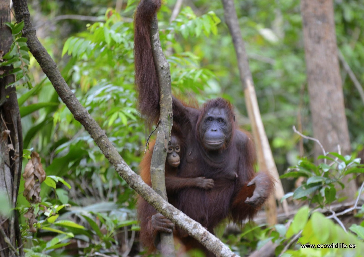 Indonesia: Expedición Borneo y Komodo