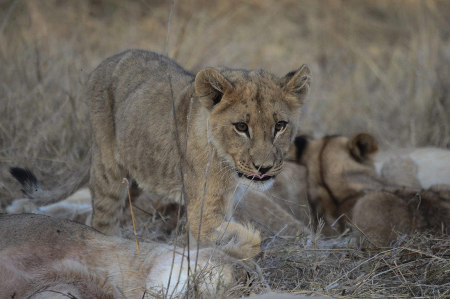 Zimbawe: Cataratas y Safari