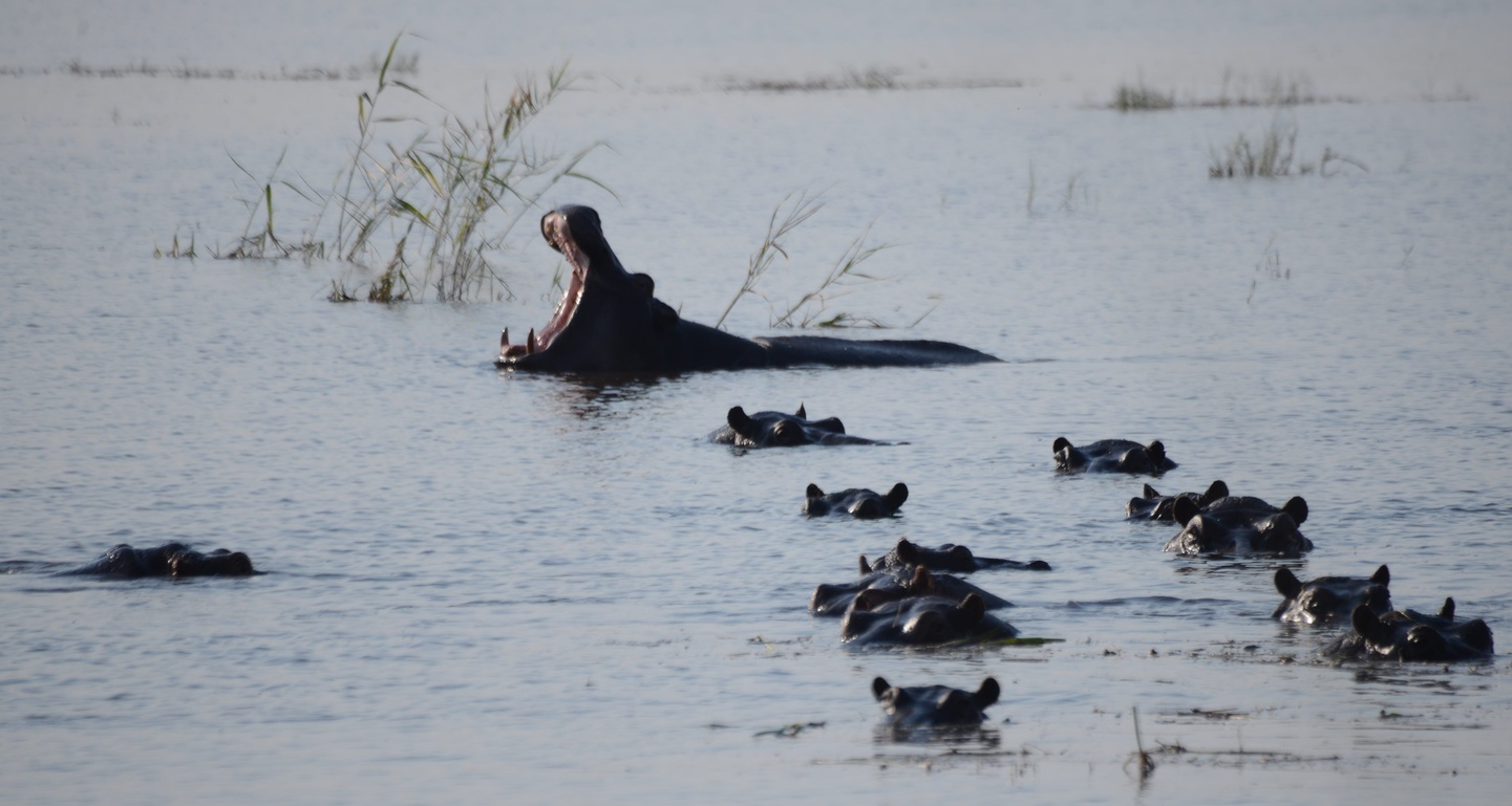 Zimbawe: Cataratas y Safari
