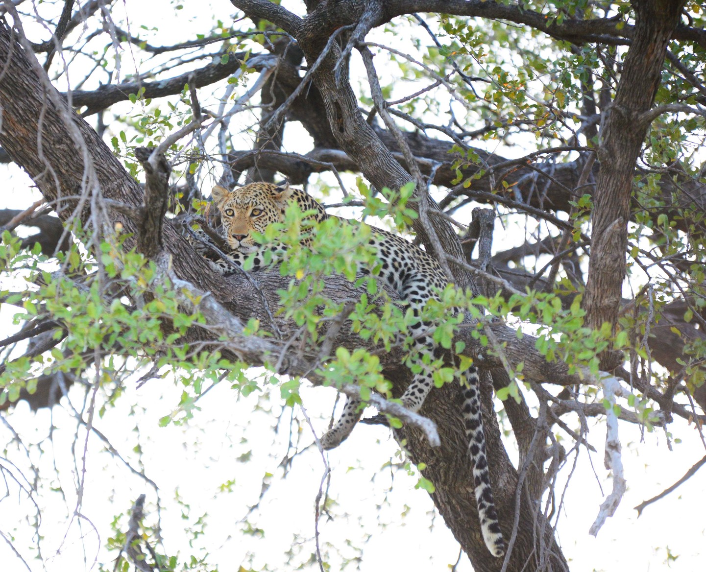 Zimbawe: Cataratas y Safari