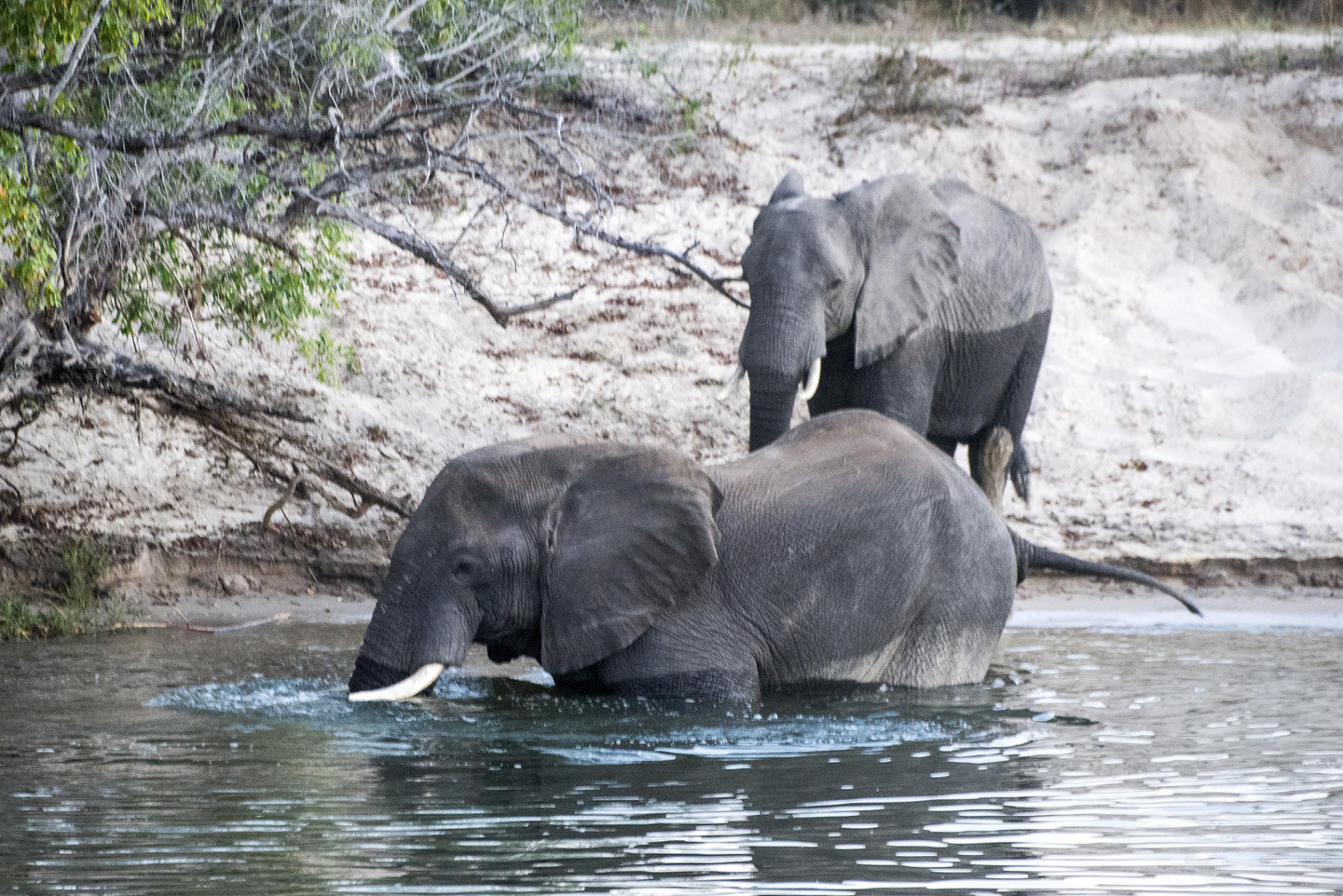 Zimbawe: Cataratas y Safari
