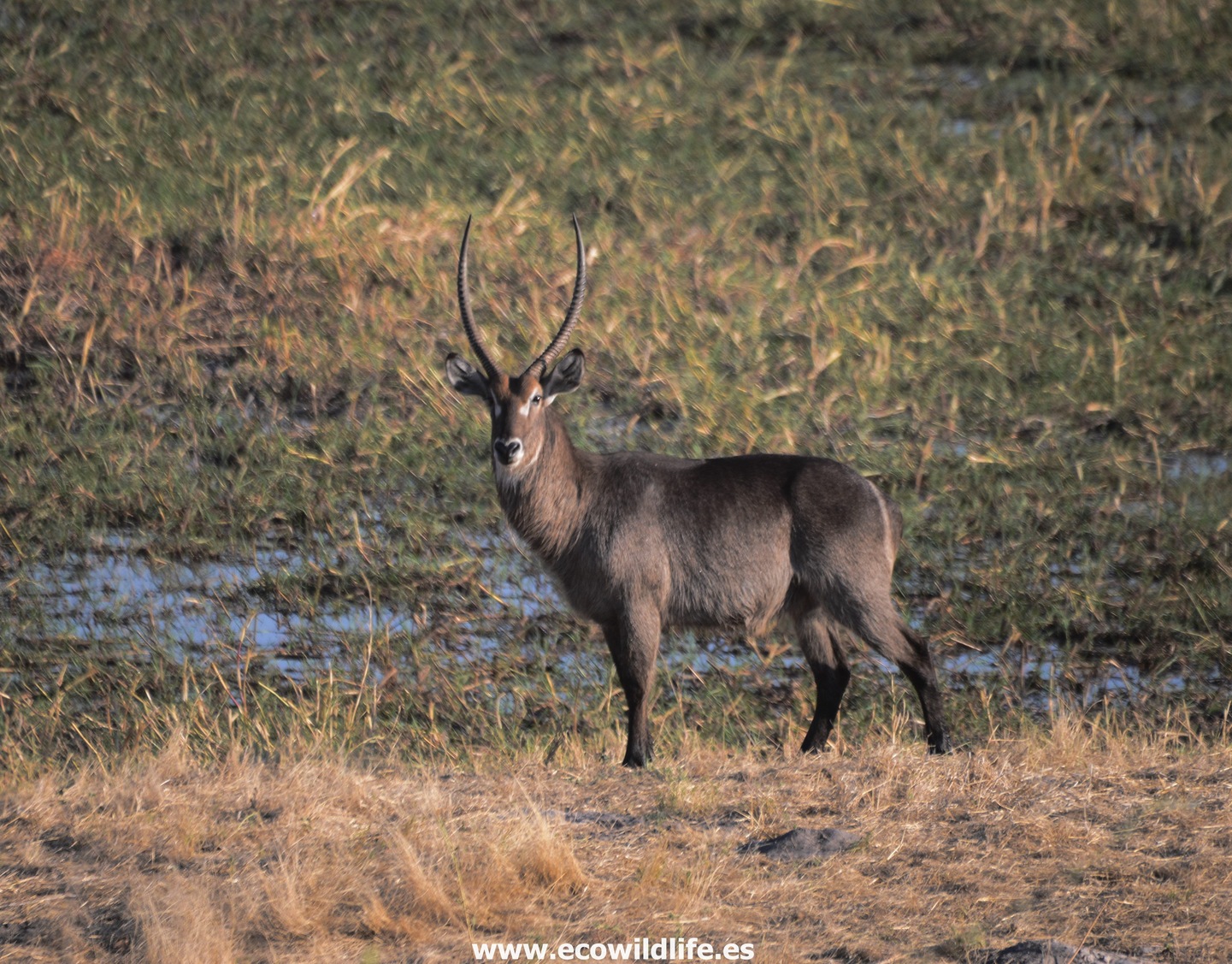 Zimbawe: Cataratas y Safari