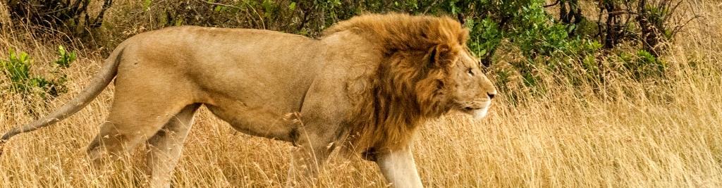 Kenia: Big Five en Semana Santa