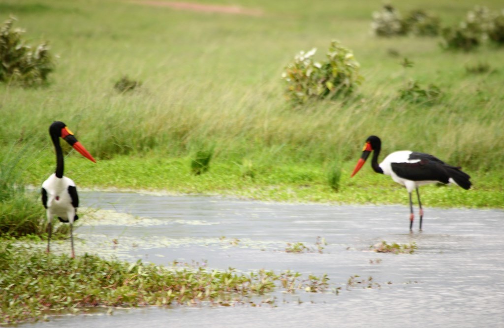 Kenia: Big Five en Semana Santa