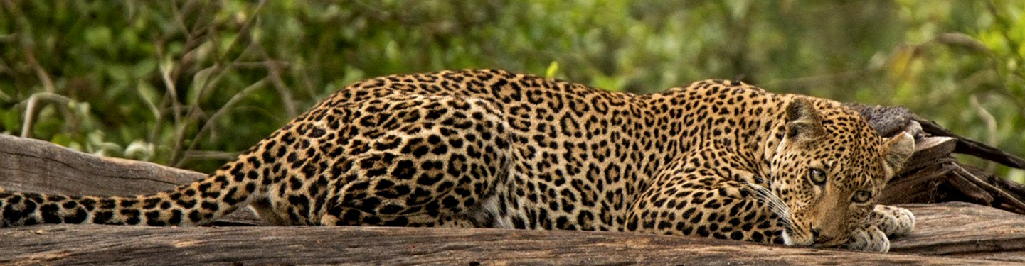 Kenia: Big Five en Semana Santa