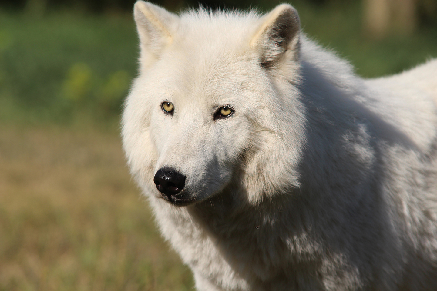 Canadá: LAS MONTAÑAS ROCOSAS Y OSOS POLARES