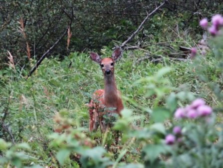 Canadá: LAS MONTAÑAS ROCOSAS Y OSOS POLARES