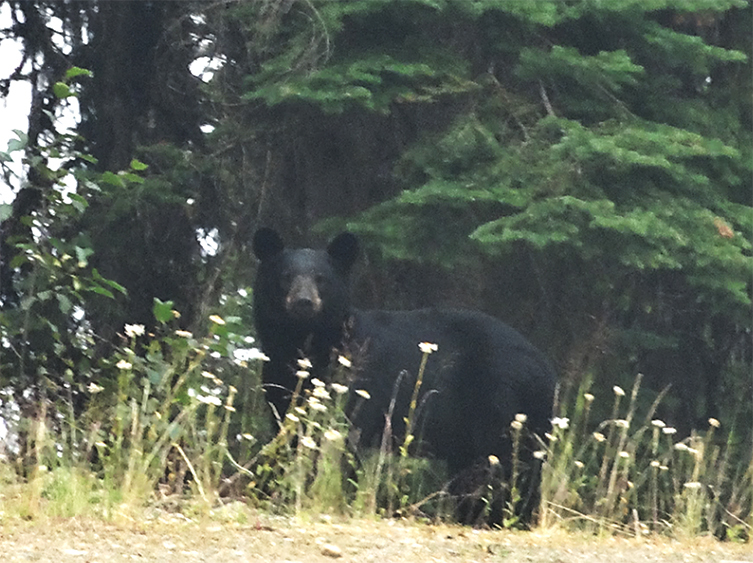 Canadá: LAS MONTAÑAS ROCOSAS Y OSOS POLARES