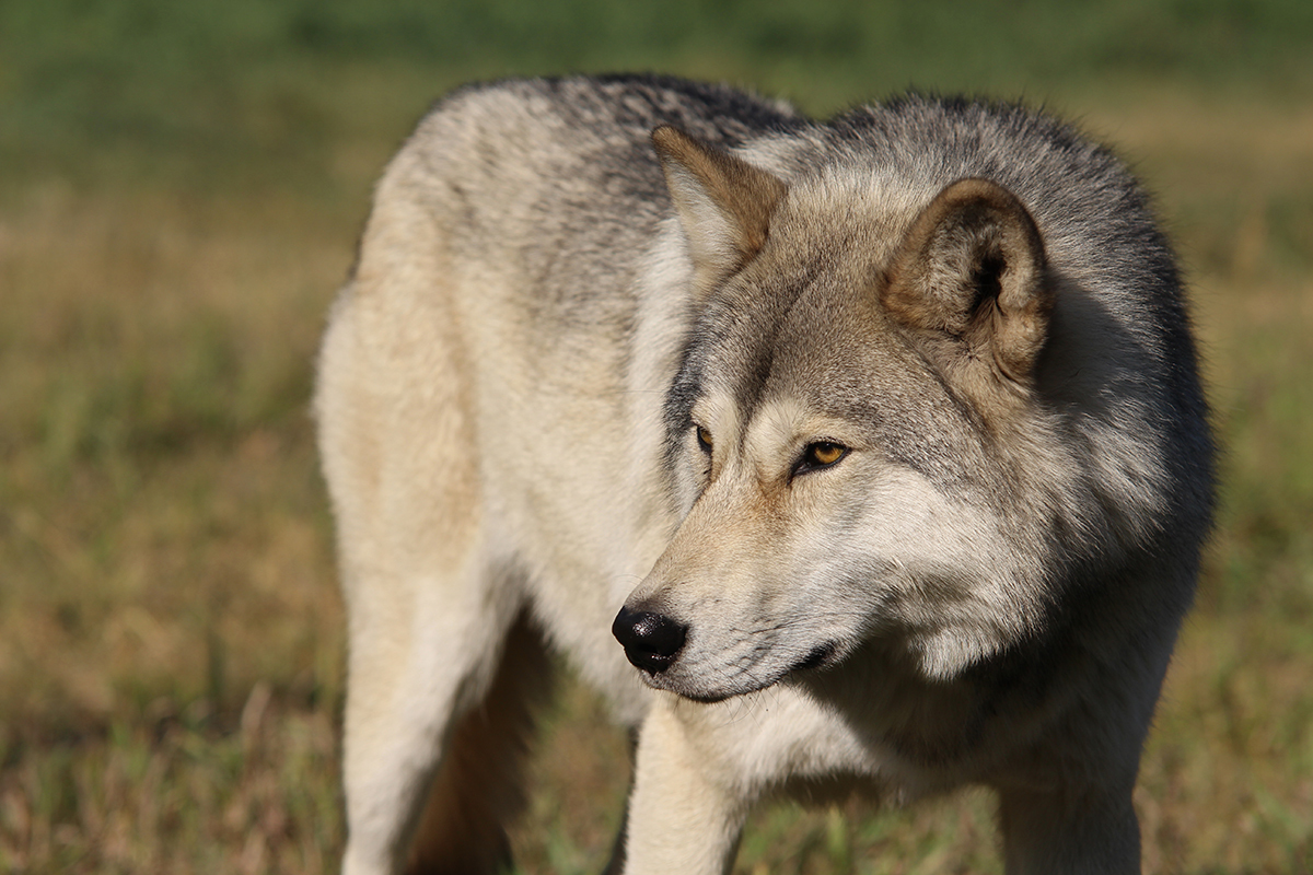 Canadá: LAS MONTAÑAS ROCOSAS Y OSOS POLARES