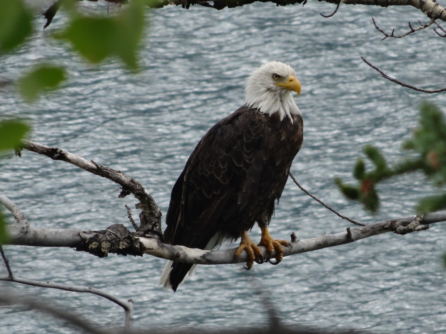 Canadá: LAS MONTAÑAS ROCOSAS Y OSOS POLARES
