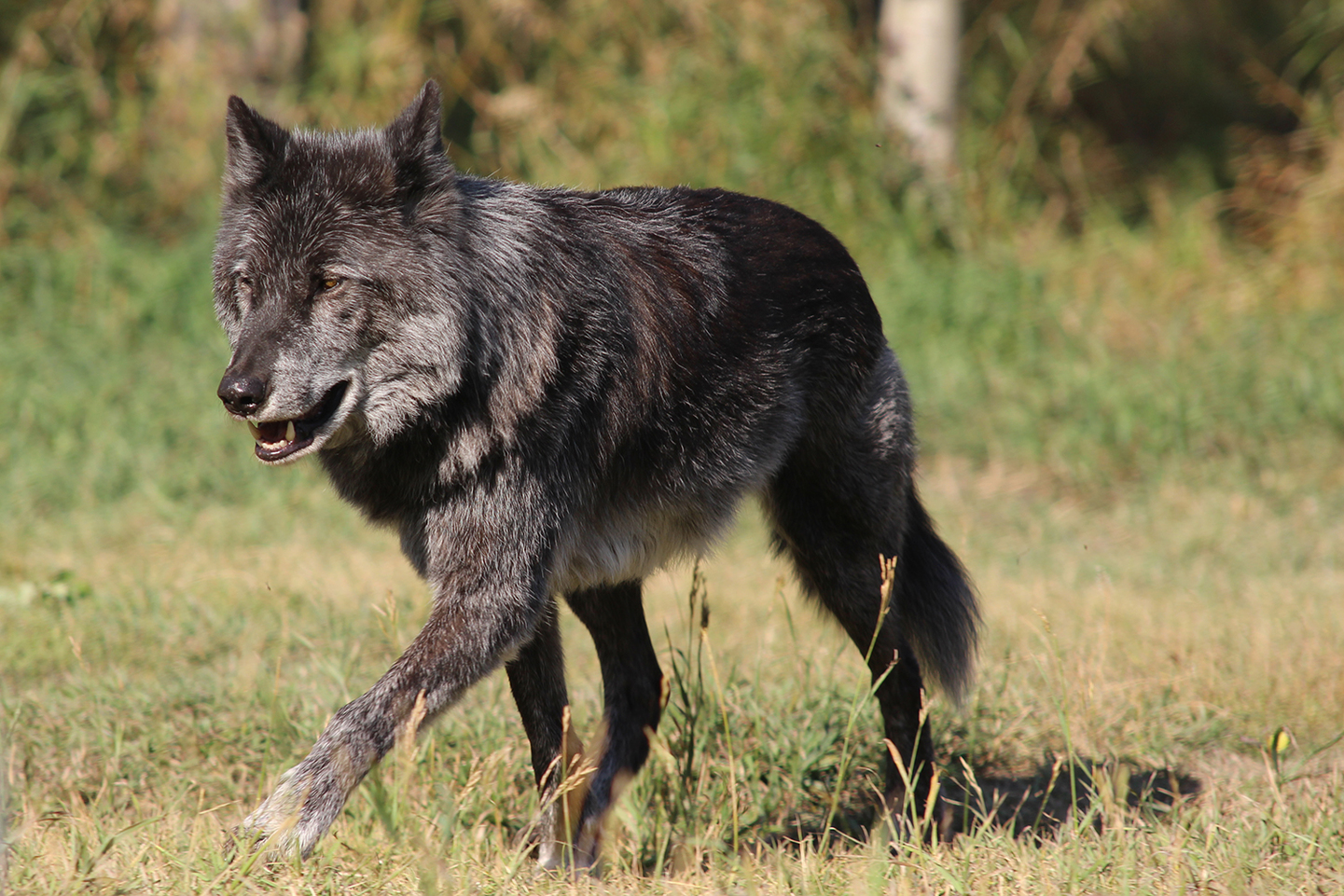 Canadá: LAS MONTAÑAS ROCOSAS Y OSOS POLARES
