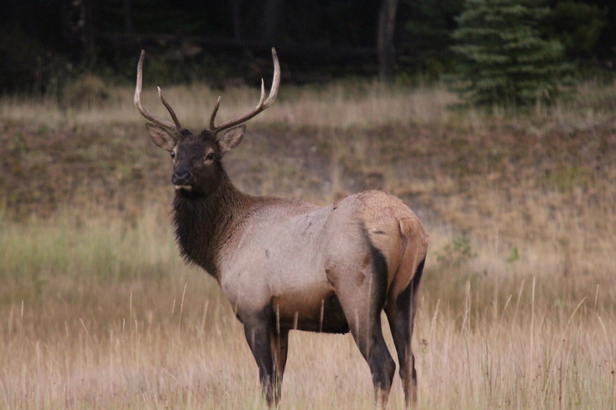 Canadá: LAS MONTAÑAS ROCOSAS Y OSOS POLARES