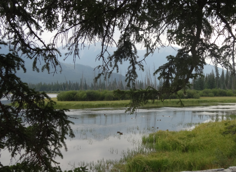 Canadá: LAS MONTAÑAS ROCOSAS Y OSOS POLARES
