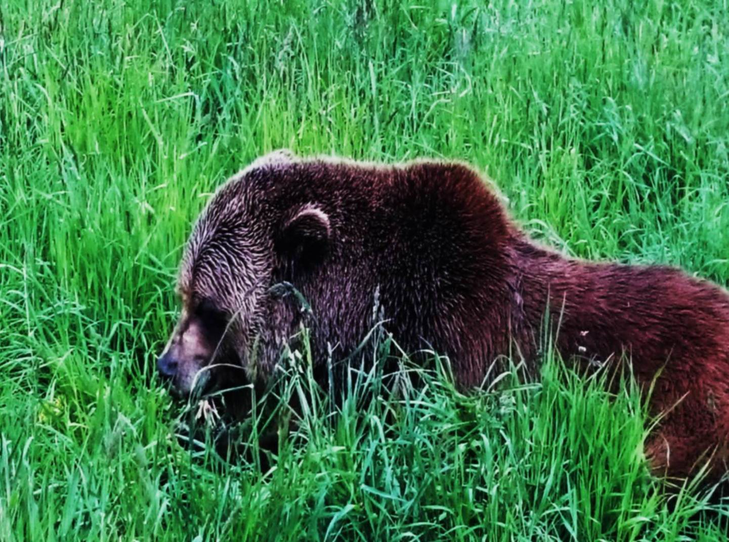 Canadá: LAS MONTAÑAS ROCOSAS Y OSOS POLARES
