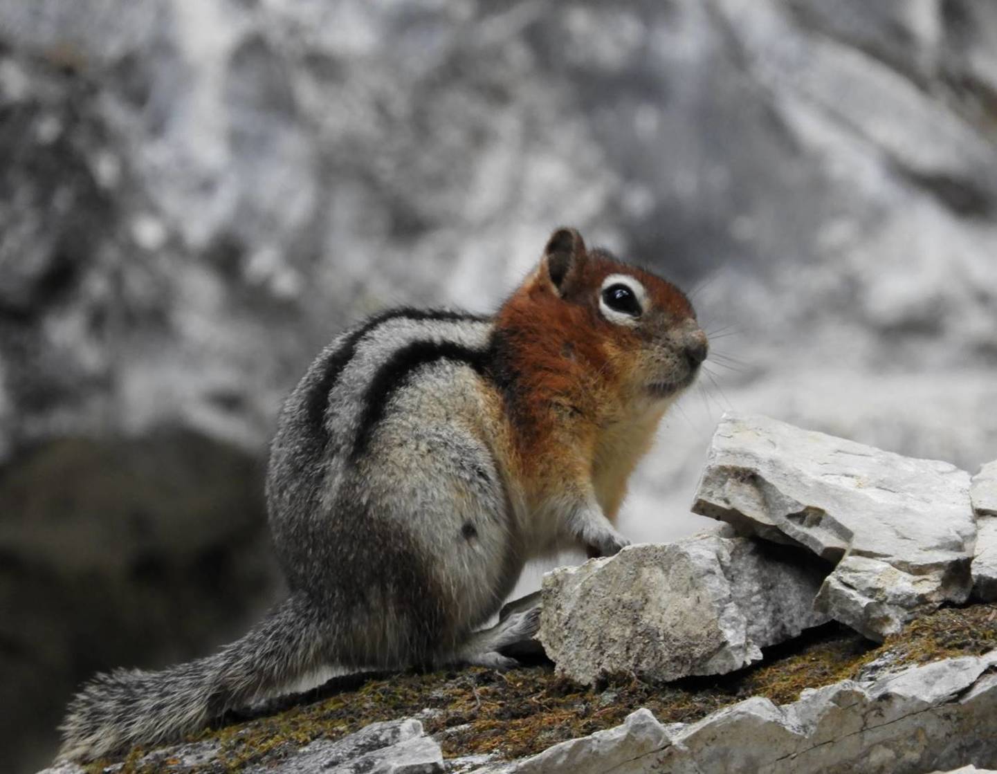 Canadá: LAS MONTAÑAS ROCOSAS Y OSOS POLARES