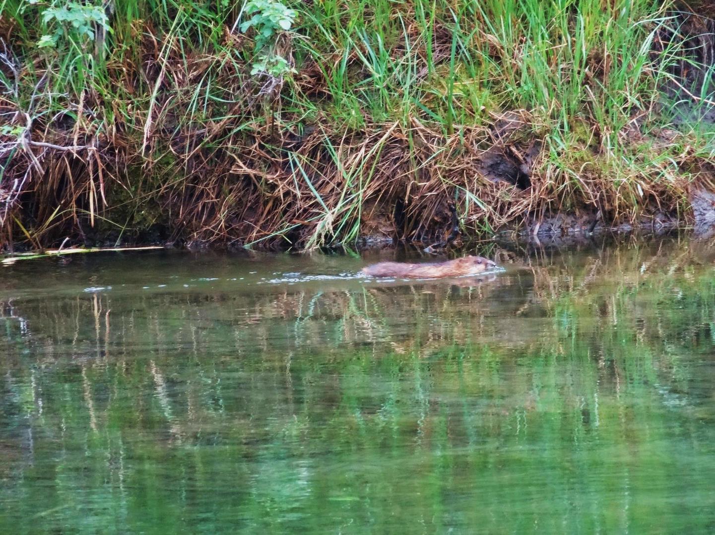 Canadá: LAS MONTAÑAS ROCOSAS Y OSOS POLARES