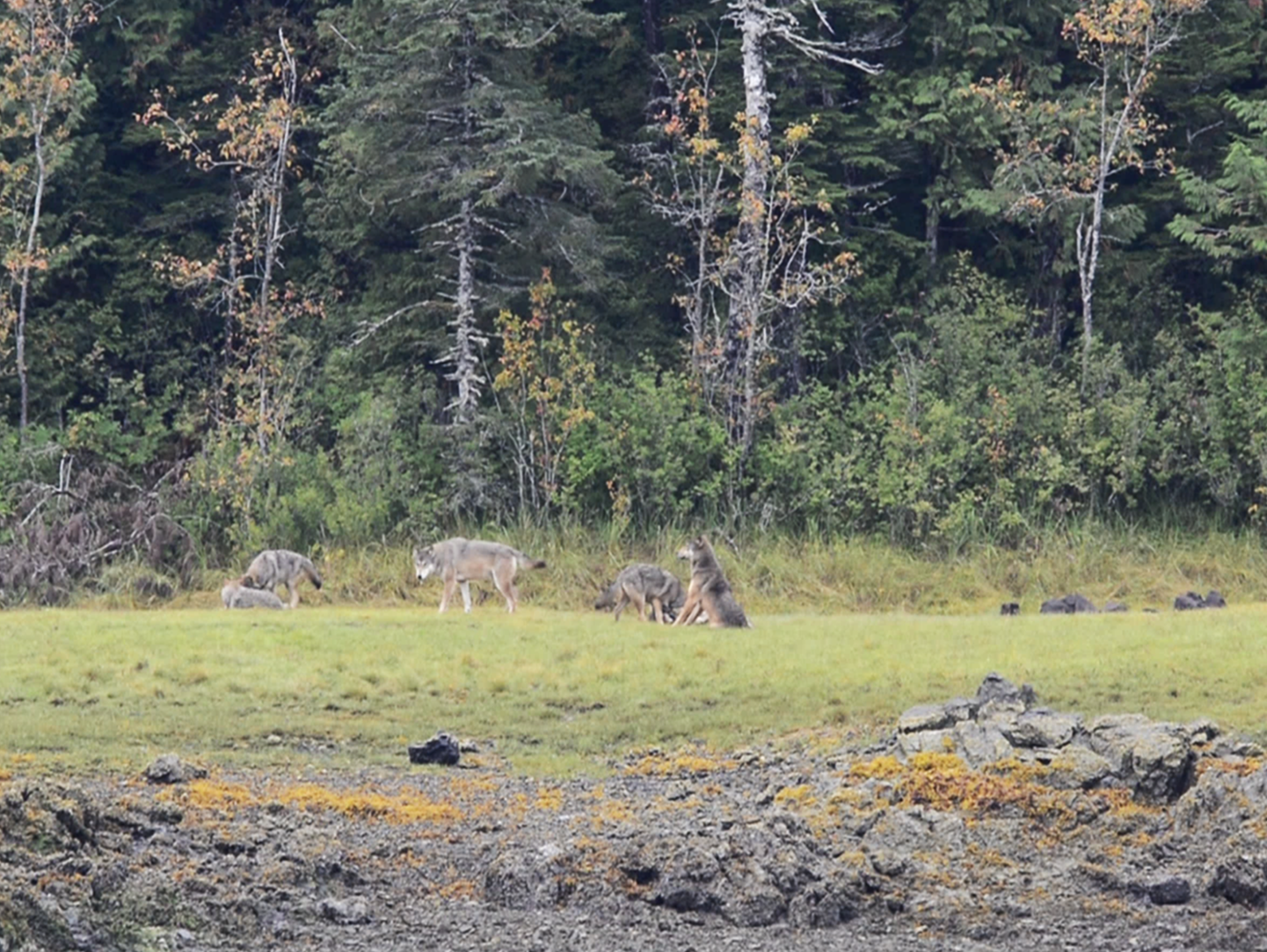 Canadá: Expedición Heiltsuk