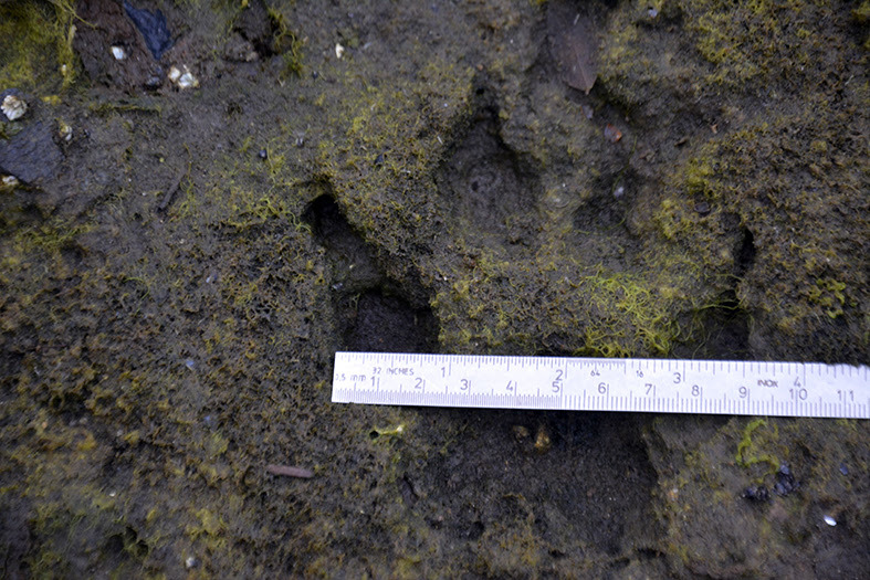 Canadá: Expedición Heiltsuk