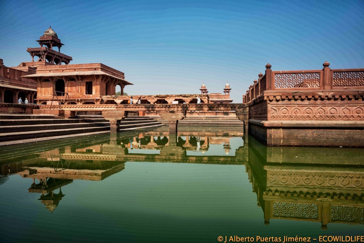 India: Festival Pushkar