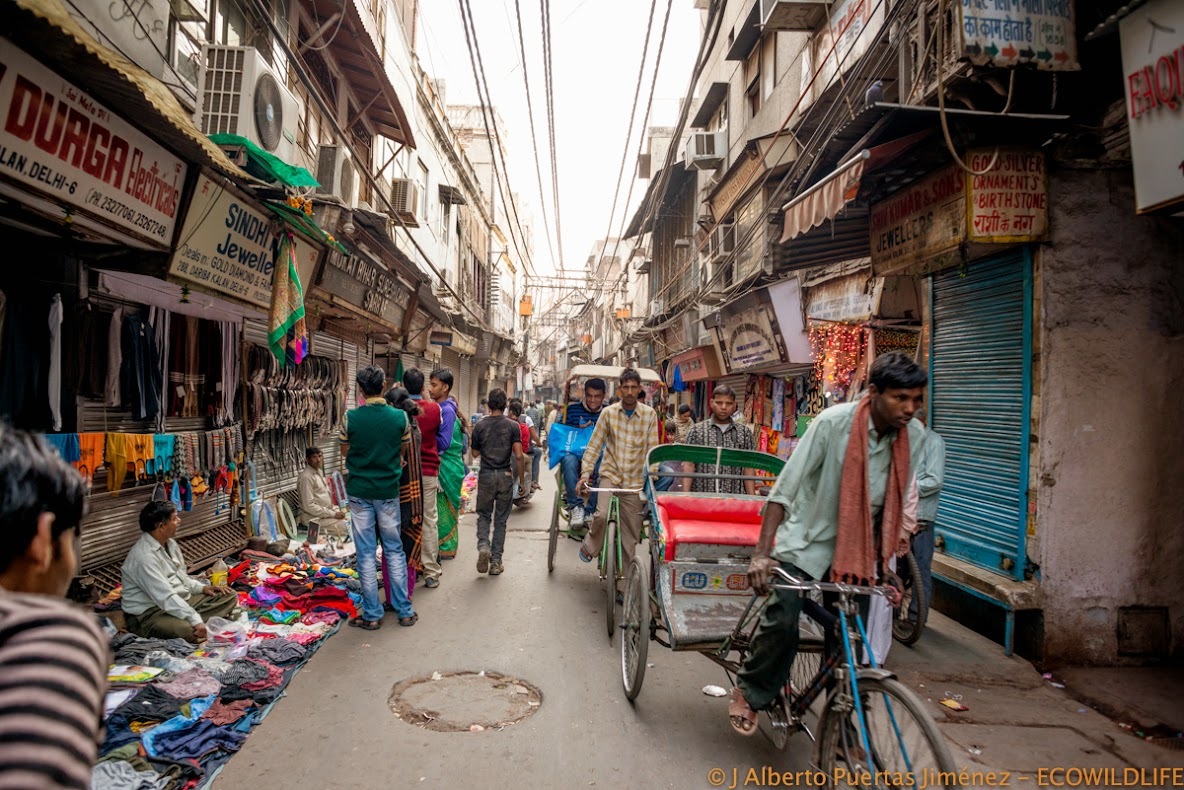 India: Festival Pushkar