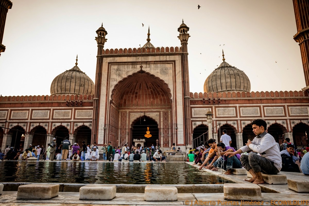 India: Festival Pushkar