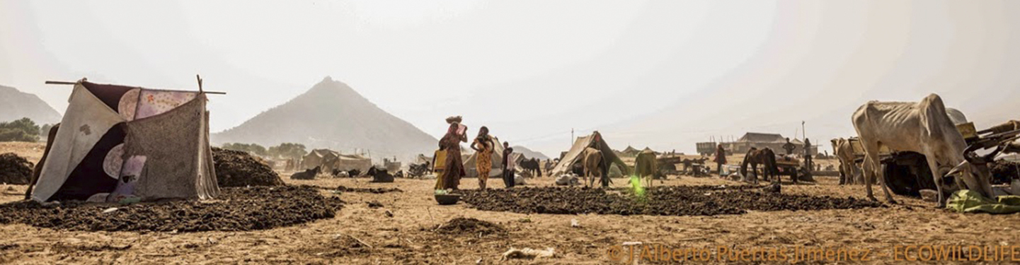 India: Festival Pushkar