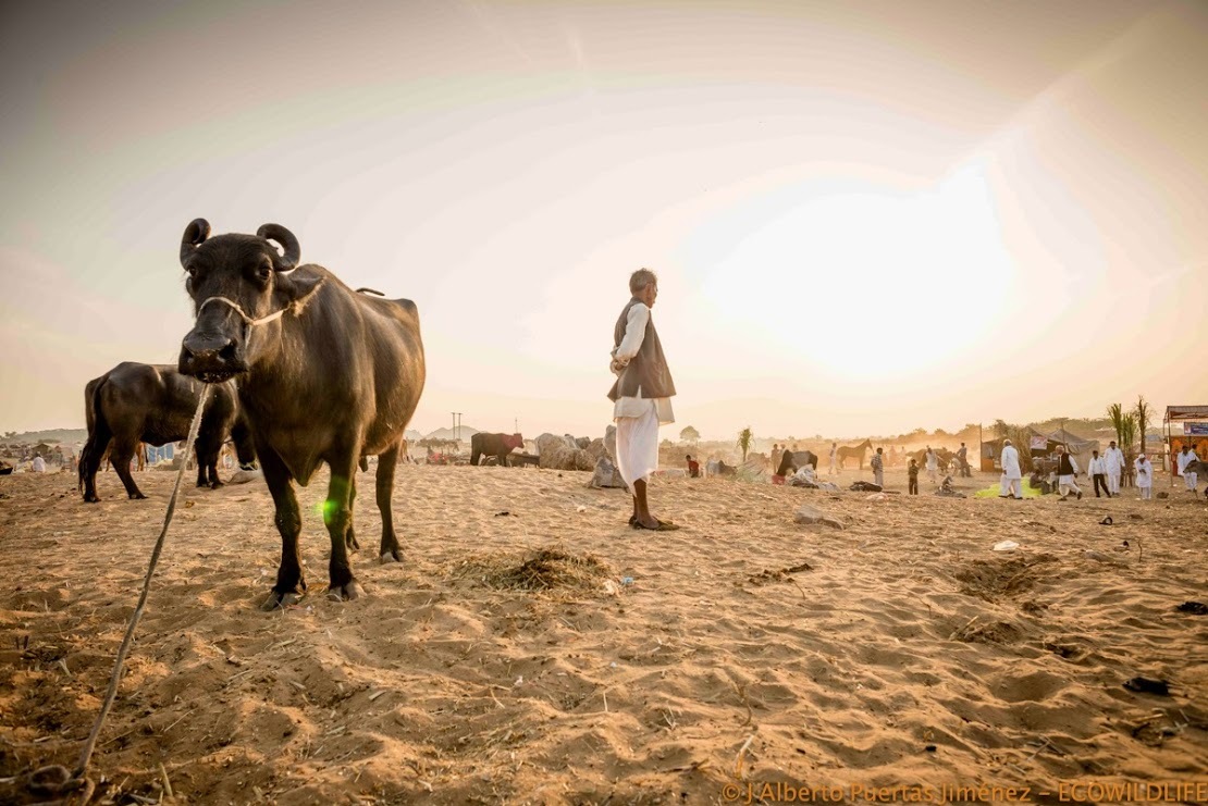 India: Festival Pushkar