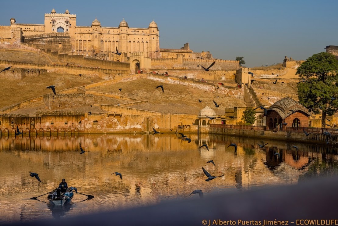 India: Festival Pushkar