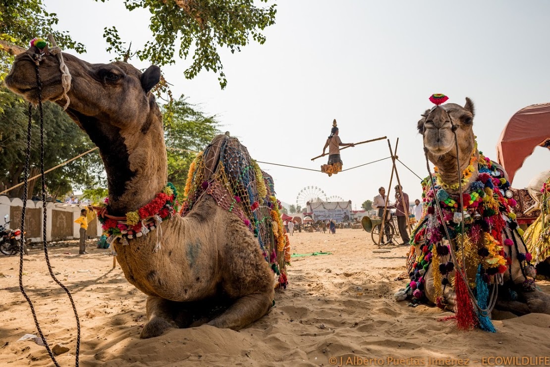 India: Festival Pushkar