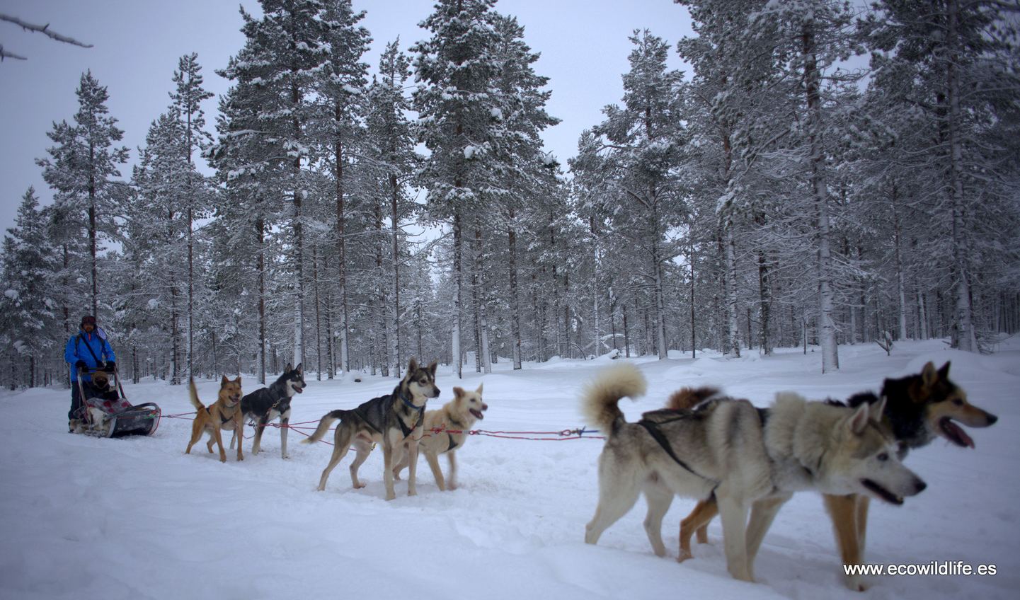 Finlandia: Invierno boreal
